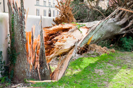 Cypress tree fallen after a wind storm