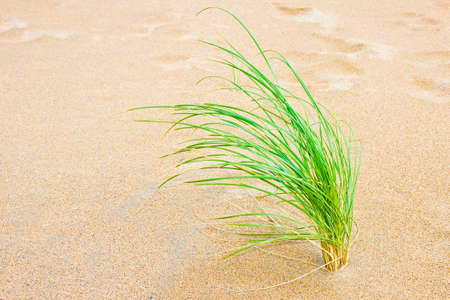 Small plant born on sand - New life concept imageの写真素材