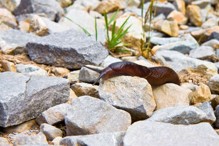 A big snail slowly creeps on the stonesの写真素材