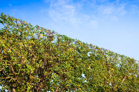 High hedge finely trimmed in a park in Wien (Austria)