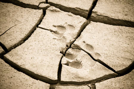 Footprint left on a muddy sand by a dog paw. Little vignette effect added