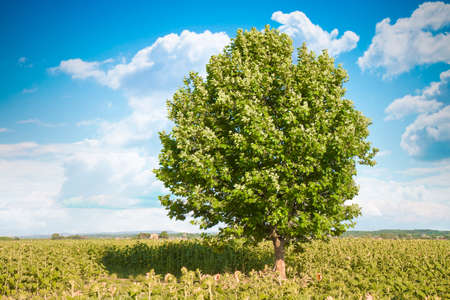 Isolated tree in a sunflowers field - image with copy space