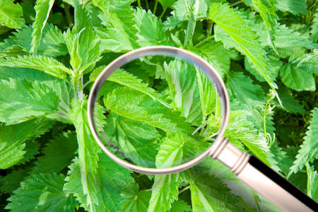 Quality control about Stinging Nettle - HACCP (Hazard Analyses and Critical Control Points) concept...