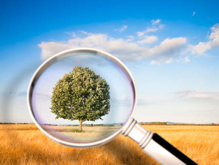 Isolated oak tree in a golden wheat field - concept image seen through a magnifying glass.の写真素材