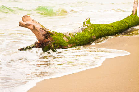 Wooden trunk in on the seashore - concept imageの写真素材