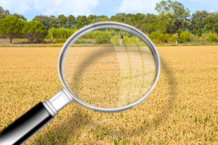Rice field in Camargue Region ready to be harvested (Europe-France) - Concept image seen through a magnifying glassの写真素材