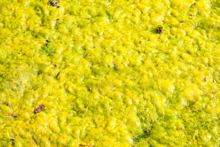 Stagnant water with stones emerging on the surfaceの写真素材