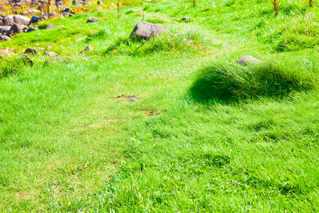 Green irish wild grass field background in summer season (Ireland - Europe)の写真素材