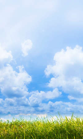 Green wild grass on sky background - image with copy space.の写真素材