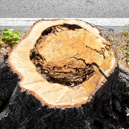 Detail of tree stump from recently cut tree. Linden tree was cut because sick and was threatening to...
