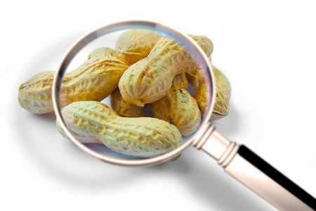 Quality control about peanuts - HACCP (Hazard Analyzes and Critical Control Points) concept image...