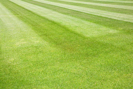 Fresh beautiful green mowed lawn background of the famous place Square of Miracles of Pisa city (Italy -Tuscany).の写真素材