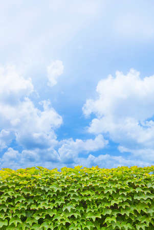 Fresh green ivy against a cloudy sky - image with copy spaceの写真素材