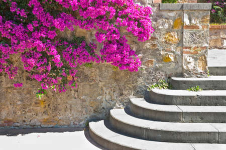 Pink flowers against an old wall with stone staircaseの写真素材