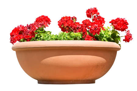Ornamental plant with red geranium flowers on a large traditional italian terracotta vase - springtime concept on white background for easy selectionの写真素材