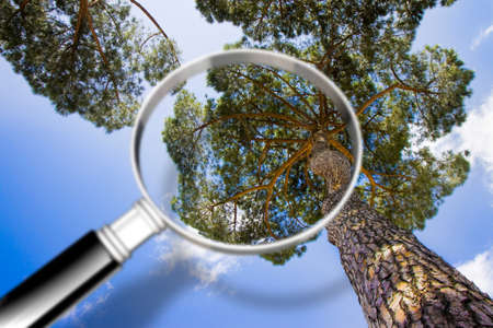 Research of pine diseases - Concept image with pine tree viewed from below seen through a magnifying glassの写真素材