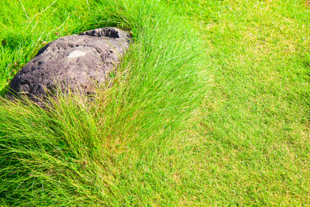 Green irish wild grass field background in summer season (Ireland - Europe)の写真素材