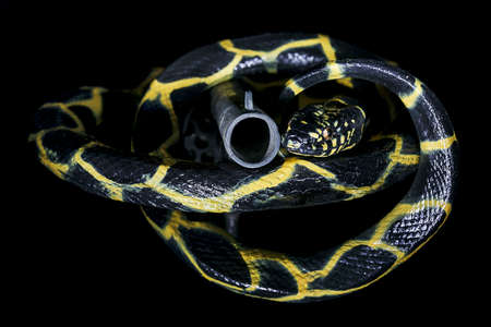 Plastic gun and yellow balck snakeの写真素材