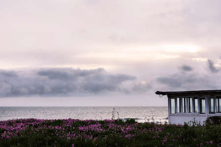 view of a violet flowers field near the seaの写真素材