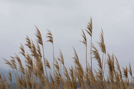 view of brown plants in a grey Sky