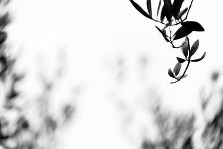 Beautiful olive leaves in the springの写真素材