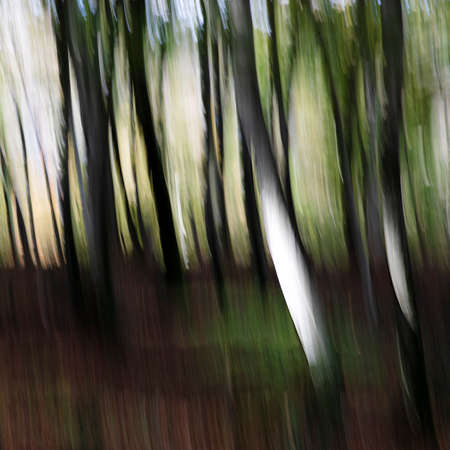 Blurred abstract trees in forest landscapeの写真素材