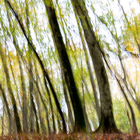 Blurred abstract trees in forest landscapeの写真素材
