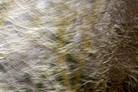 Blurred abstract trees in forest landscapeの写真素材