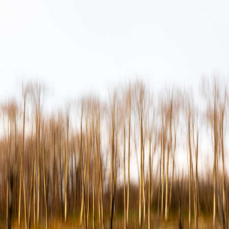 Blurred abstract trees in forest landscapeの写真素材