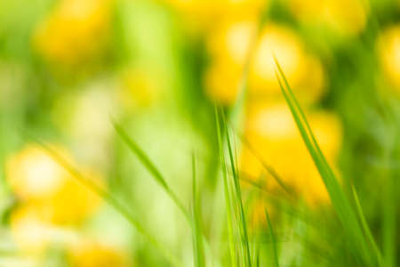 Motion blurred of branch of grassesの写真素材