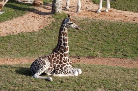 Giraffe at the zoo in Valenciaの写真素材