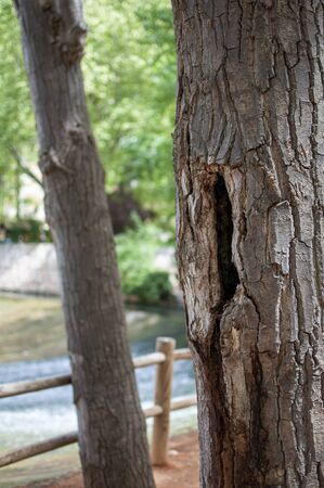 Tree texture with river in the backgroundの写真素材