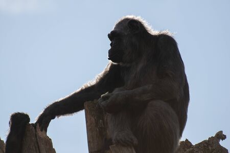 chimpanzee at the zoo in valenciaの写真素材