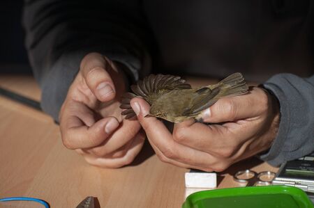 Person taking measurements to a green bird in his handsの写真素材