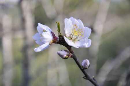 White flower on the branchの写真素材