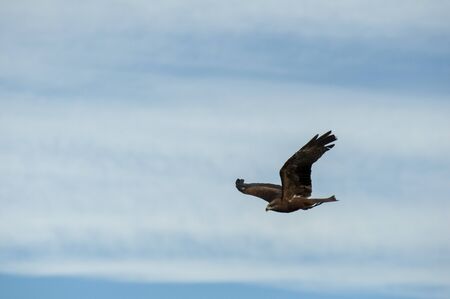 Eagle in the zoo of Valenciaの写真素材