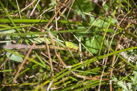 Green grasshopper on top of the vegetationの写真素材