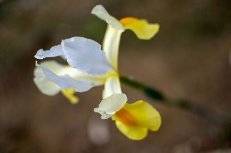 White orchid flower grown on the plant