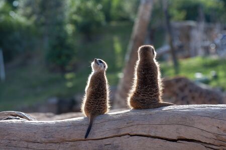 Meerkats at the zoo in Valenciaの写真素材