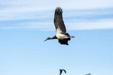 Bird flying in the zoo of Valenciaの写真素材