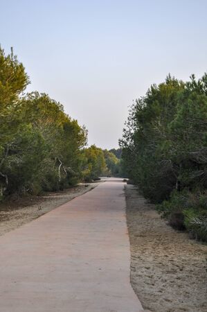 Lonely road between trees at sunsetの写真素材