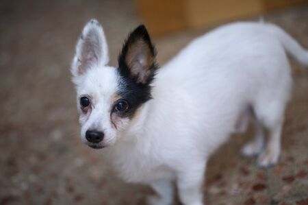 White dog with black spotの写真素材