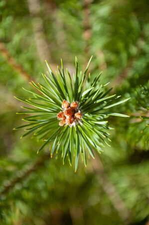 Young and green pine branchの写真素材