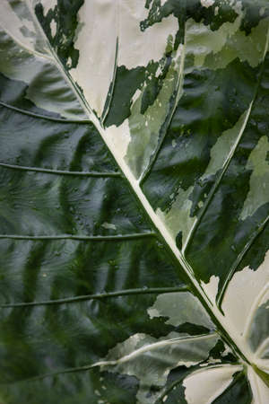 Vertical shot of a Variegated Alocasia plant leafの写真素材