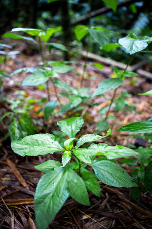 Vertical shot of green plant leaves grown in a forestの写真素材