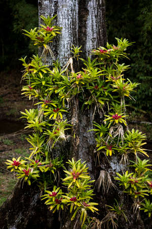 Vertical shot of pink bromeliads grown on treesの写真素材