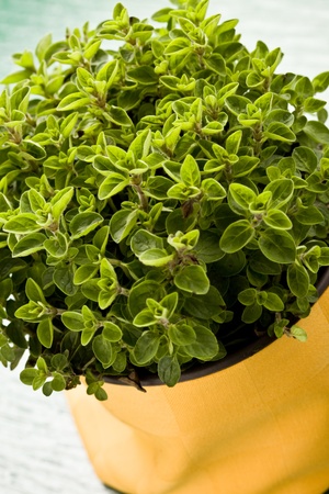 photo of fresh oregano plant on green glass table with yellow clothの写真素材