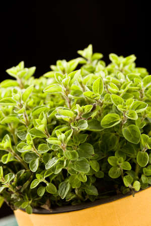 photo of fresh oregano plant on green glass table with yellow clothの写真素材