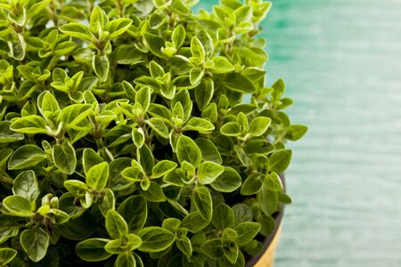 photo of fresh oregano plant on green glass table with yellow clothの写真素材
