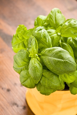 photo of fresh green basil with water drops on it の写真素材